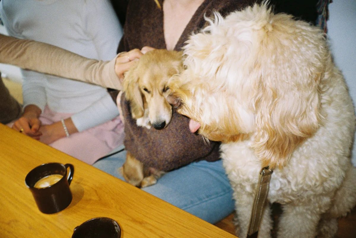 Two dogs meeting over a café table with a coffee cup